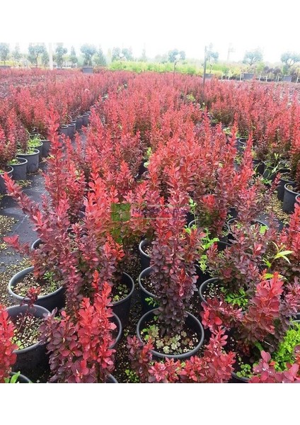 Berberis Thunbergii Red Rocket (Red Roket Kadıntuzluğu) 25-40 cm