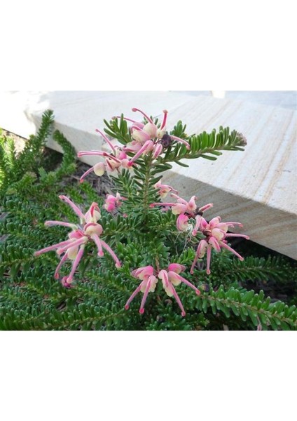 Gravilla ( Grevillea Cherry Cluster ) 70-100 cm