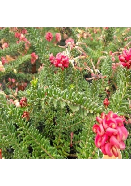 Gravilla ( Grevillea Cherry Cluster ) 70-100 cm