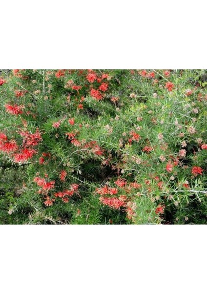 Gravilla ( Grevillea Cherry Cluster ) 70-100 cm