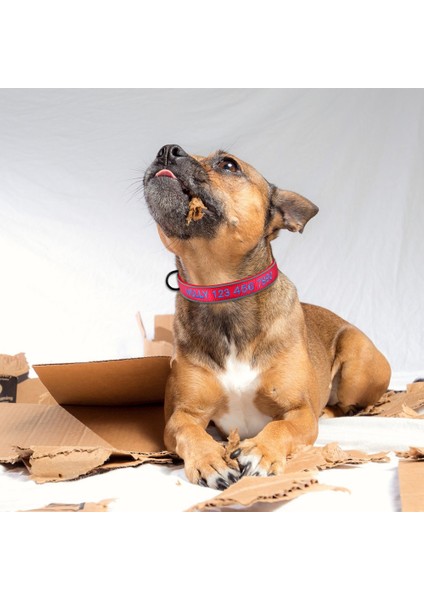 Mor Tarzı S Beden Aydınlık Anti-Çarpışma Köpek Tasması Özelleştirilmiş Işlemeli Köpek Bilgi Anti-Kayıp Evcil Hayvan Tasması Kişiselleştirilmiş Köpek Aksesuarları (Yurt Dışından) fırsatları