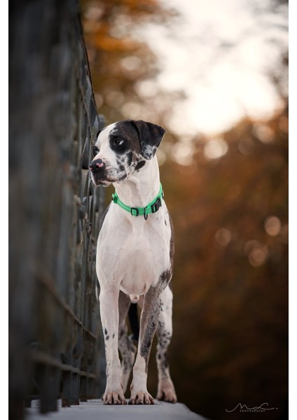 Kırmızı Stil L Boyutu Truelove Pet Köpek Tasması Naylon Ayarlanabilir Dokuma Yastıklı Yumuşak Yansıtıcı Dayanıklı Ağır Hizmet Eğitimi Özel Lüks Kedi TLC5011 (Yurt Dışından) modelleri