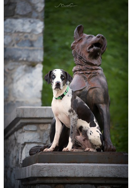 Kırmızı Stil L Boyutu Truelove Pet Köpek Tasması Naylon Ayarlanabilir Dokuma Yastıklı Yumuşak Yansıtıcı Dayanıklı Ağır Hizmet Eğitimi Özel Lüks Kedi TLC5011 (Yurt Dışından) fırsatları