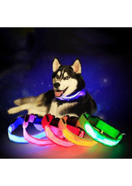 B Tarzı S Beden USB Şarj Edilebilir LED Köpek Tasması Anti-Lostavoid Araba Kazası Yaka Köpekler Için Yavru Köpek Tasmaları LED Malzemeleri Evcil Hayvan Ürünleri Açar (Yurt Dışından) modelleri