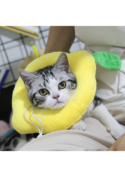 No.6 Stili M Boyutu Yeni Pet Elizabeth Yüzük Kedi Yaka Avokado Simit Köpek Golf Sopası Kılıfı Anti-Yalama Anti-Isırık Sterilizasyon Malzemeleri Pet Yaka (Yurt Dışından) fiyatları