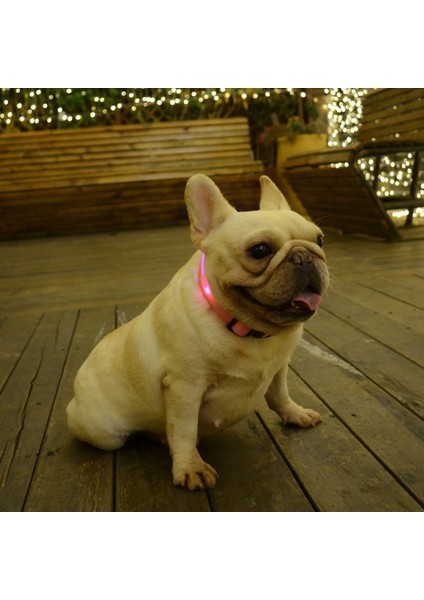 Bir Stil M Boyutu USB Şarj Edilebilir LED Köpek Tasması Anti-Lostavoid Araba Kazası Yaka Köpekler Için Yavru Köpek Tasmaları LED Malzemeleri Evcil Hayvan Ürünleri Açar (Yurt Dışından) indirimleri