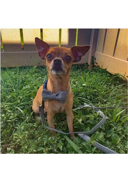 Tasma Tarzı Xxs Küçük, Orta, Büyük Köpekler Veya Kediler Için Benzersiz Stil Paws Yumuşak Fiyonklu Köpek Tasması (Yurt Dışından) indirimleri