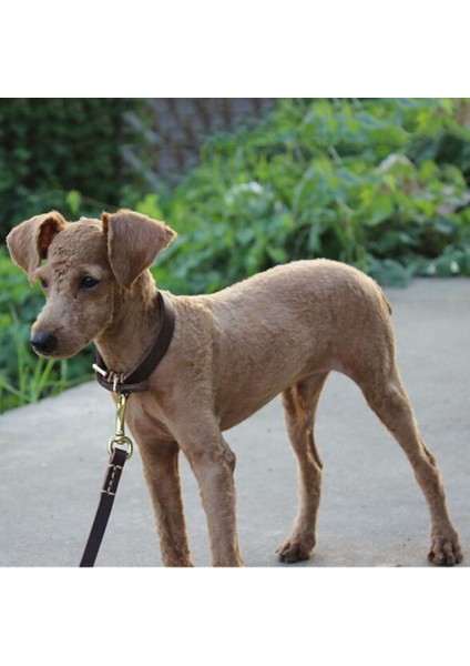 Kahverengi Tarzı M Boyutu Kahverengi Hakiki Deri Köpek Tasması Küçük Yavru Köpekler Için Köpek Yaka Ayarlanabilir Gerçek Deri Evcil Hayvan Tasmaları Kediler Için Küçük Orta Köpekler (Yurt Dışından) modelleri