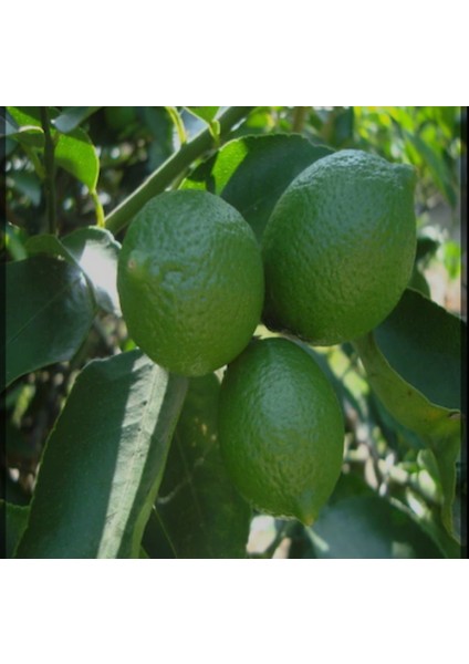 Tahiti Lime Içi Dışı Yeşil Bol Sulu Limon Fidanı