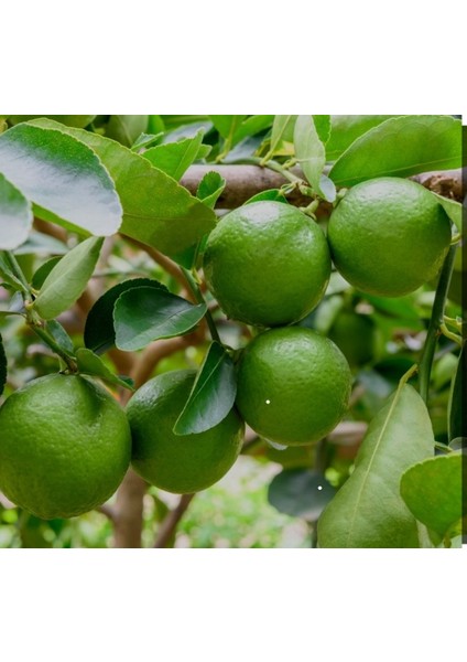 Tahiti Lime Içi Dışı Yeşil Bol Sulu Limon Fidanı fiyatları