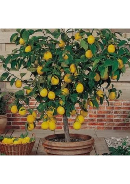 Tüplü Aşılı Yediveren Limon Fidanı 100 / 130 cm