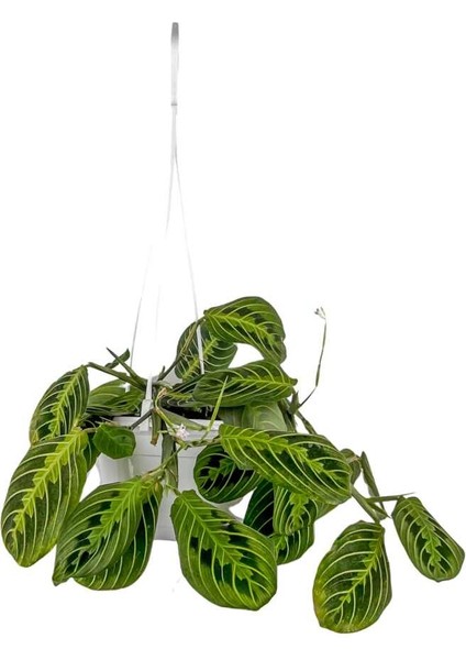 Maranta Leuconeura Lemon Lime - Dua Çiçeği - Askılı Saksıda