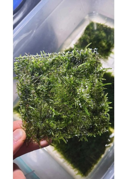 Aydın Akvaryum Christmas Moss Tele Sarılı 5 x 5 cm Yeni Sarım