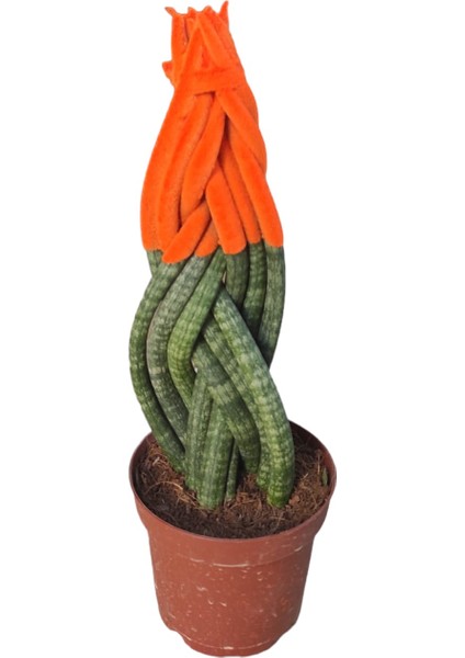 Örgülü Sansevieria Renkli Paşa Kılıcı Çiçeği 30-40 cm Canlı Ev Ofis Salon Bitkisi