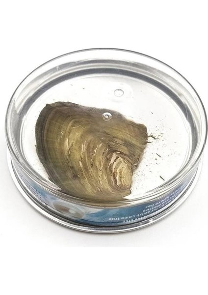 Özel Hediye Istiridye Içinde Gerçek Inci Yıldönümü Sevgililer Günü Anneler Gününe Özel indirimleri