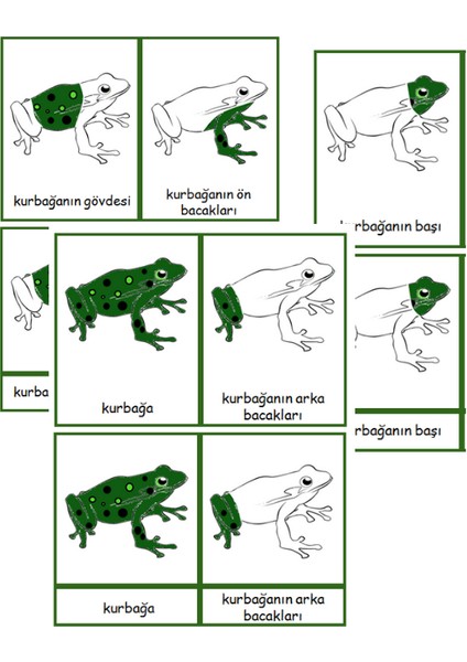 Ada Montessori Montessori Kurbağanın Kısımları 3 Aşamalı Kart
