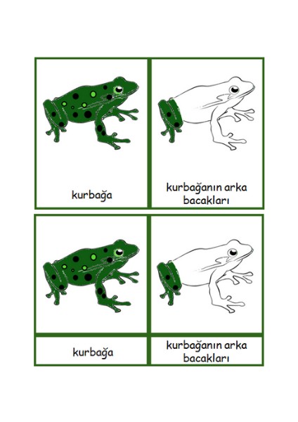 Ada Montessori Montessori Kurbağanın Kısımları 3 Aşamalı Kart