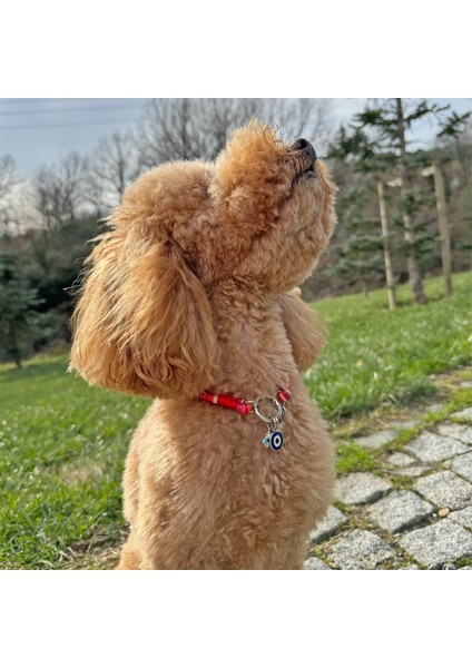 Jesspecial Kırmızı Ip Kedi Köpek Kolyesi Charm Uçlu Gümüş Rengi