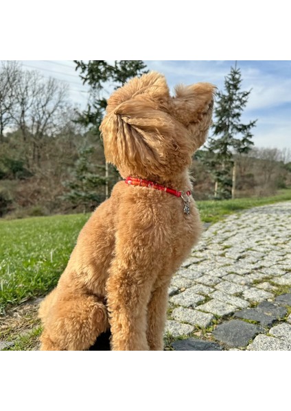 Jesspecial Kırmızı Ip Kedi Köpek Kolyesi Charm Uçlu Gümüş Rengi