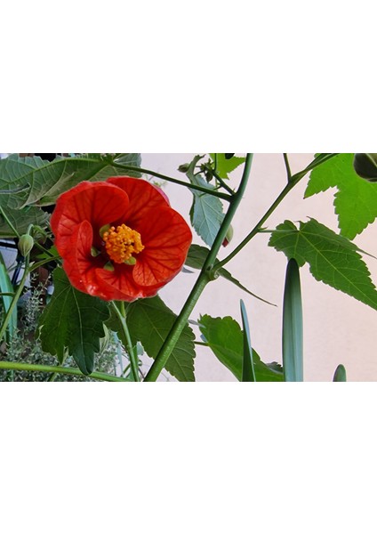 Mini Fidan Nar Rengi Ağaç Güzelhatmi Çiçeği, Çin Çanı, Ağaç Küpesi, Abutilon Çiçeği, Pet Bardakta
