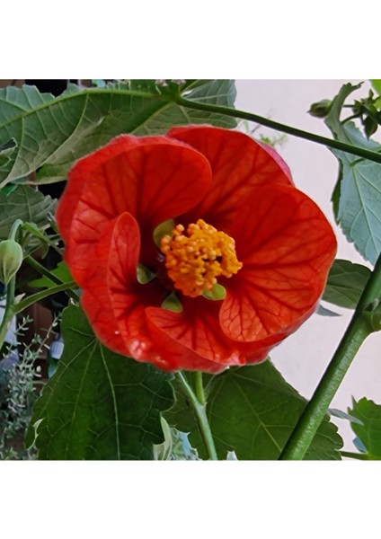 Mini Fidan Nar Rengi Ağaç Güzelhatmi Çiçeği, Çin Çanı, Ağaç Küpesi, Abutilon Çiçeği, Pet Bardakta