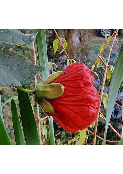 Mini Fidan Nar Rengi Ağaç Güzelhatmi Çiçeği, Çin Çanı, Ağaç Küpesi, Abutilon Çiçeği, Pet Bardakta