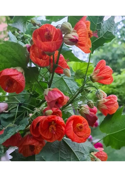 Mini Fidan Nar Rengi Ağaç Güzelhatmi Çiçeği, Çin Çanı, Ağaç Küpesi, Abutilon Çiçeği, Pet Bardakta