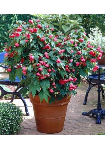 Mini Fidan Nar Rengi Ağaç Güzelhatmi Çiçeği, Çin Çanı, Ağaç Küpesi, Abutilon Çiçeği, Pet Bardakta