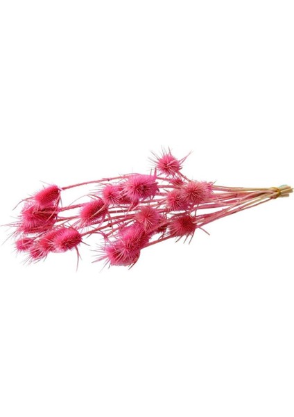 Kuru Çiçek Kurutulmuş Deve Dikeni Pembe