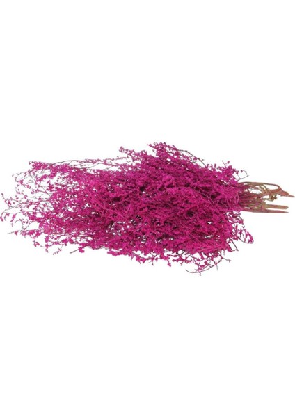 Kuru Çiçek Kurutulmuş Tatarika Fuşya