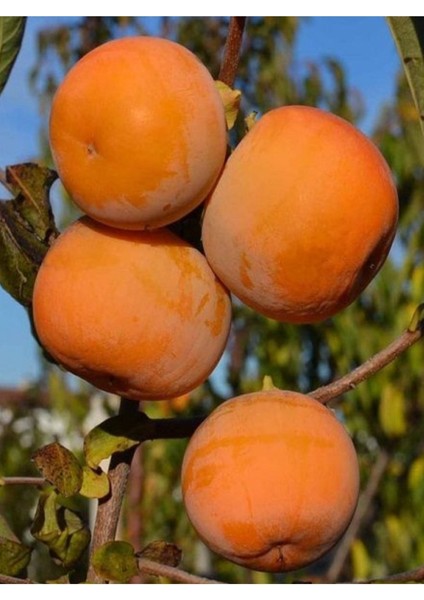 Haciya Hurma Tüplü Fidan 2 Yaşında Boyu 90-120CM