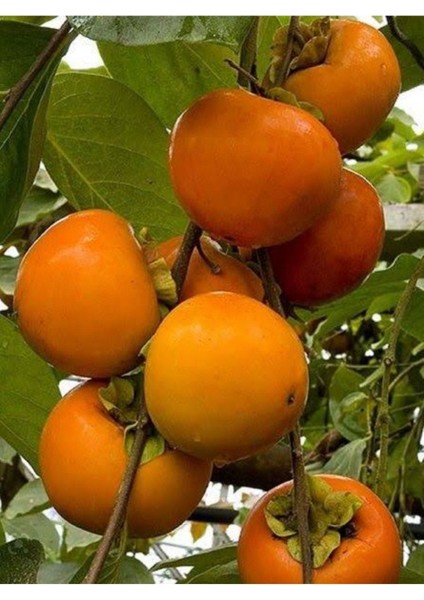 Haciya Hurma Tüplü Fidan 2 Yaşında Boyu 90-120CM