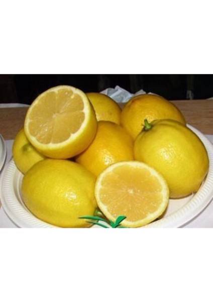 Tüplü Aşılı Eureka Limon Fidanı