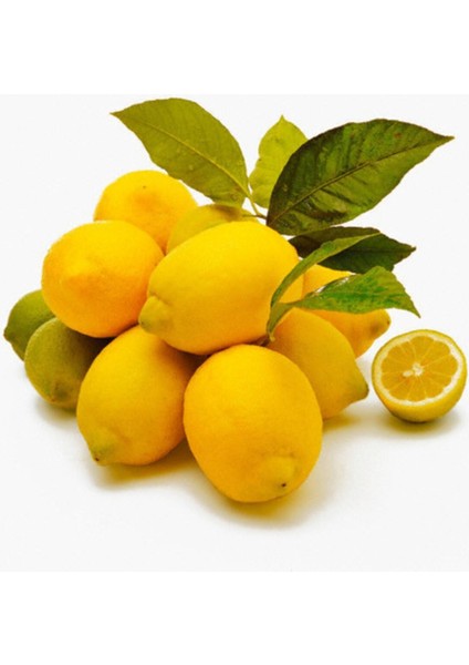 Tüplü Aşılı Eureka Limon Fidanı