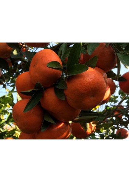 Tüplü Aşılı W.murcott Mandalina Fidanı 2 Yaş