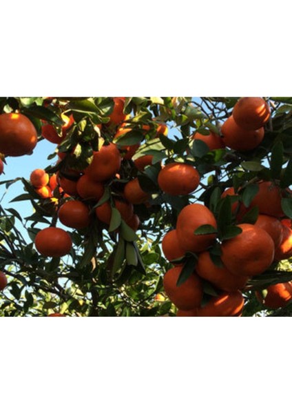 Tüplü Aşılı W.murcott Mandalina Fidanı 2 Yaş fiyatları