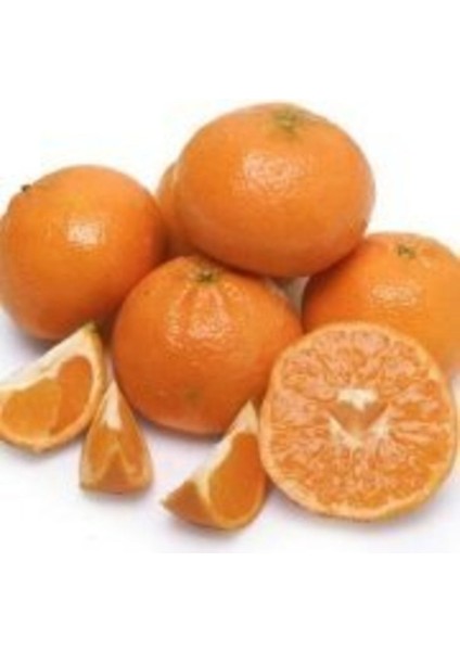 Tüplü Aşılı W.murcott Mandalina Fidanı 2 Yaş modelleri