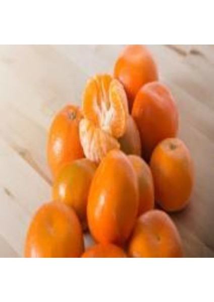 Tüplü Aşılı W.murcott Mandalina Fidanı 2 Yaş fırsatları