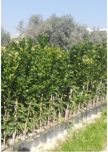 Tüplü Aşılı W.murcott Mandalina Fidanı 2 Yaş indirimleri