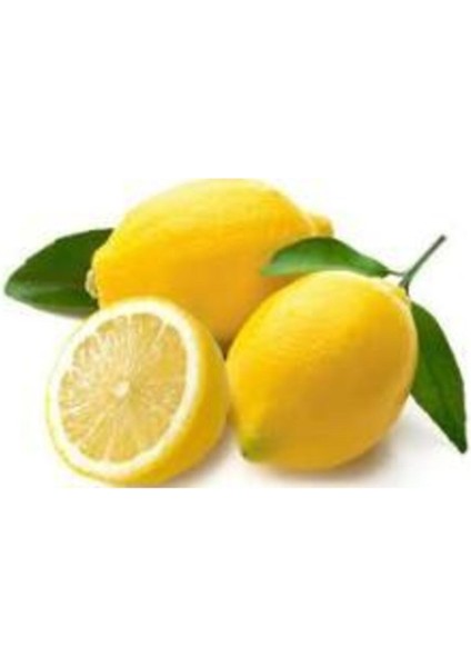 Doğan Fidancılık Tüplü Aşılı Yediveren Limon Fidanı 2 Yaş 90-120CM