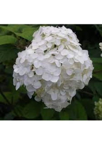 Ortanca Fidanı Hydrangea Macrophylla , Beyaz