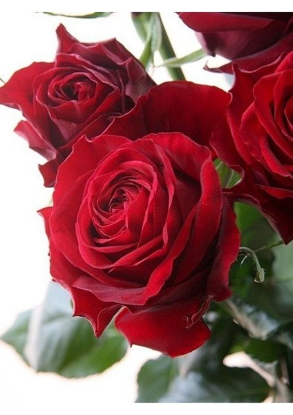 Gül Fidanı Rosa Laxa Kırmızı