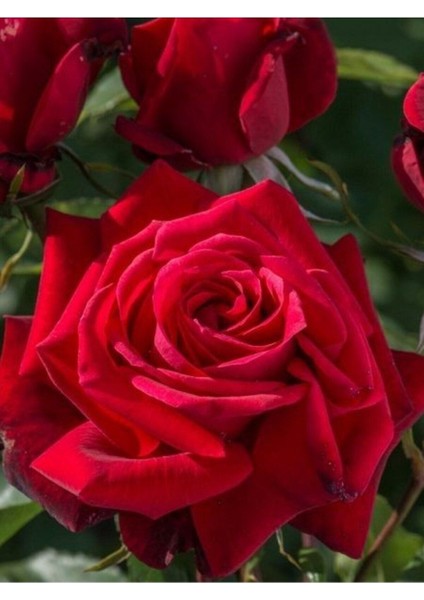 Gül Fidanı Rosa Laxa Kırmızı