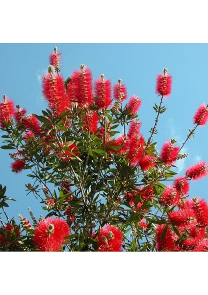 Doğan Fidancılık Fırça Çalısı Fidanı Callistemon Leavis, 50-70 cm Saksıda