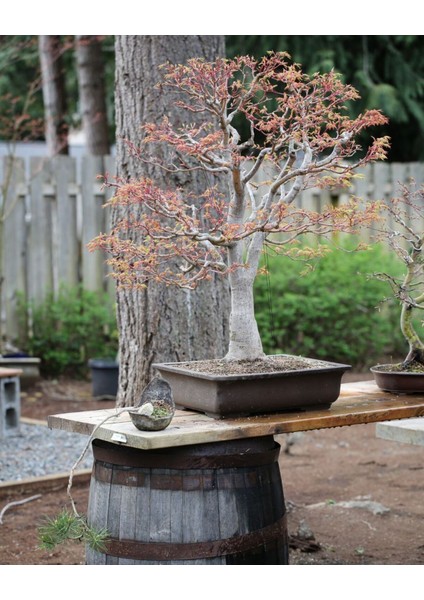 Siyah Beton Bonsai Saksısı