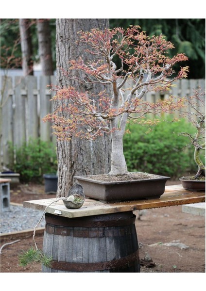 Siyah Beton Bonsai Saksısı fiyatları