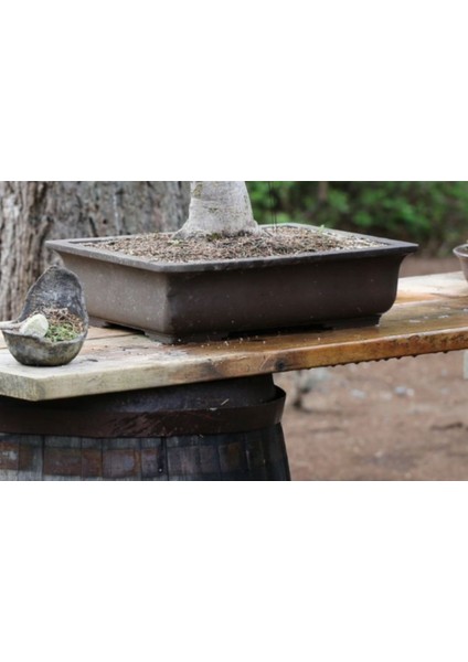 Siyah Beton Bonsai Saksısı modelleri