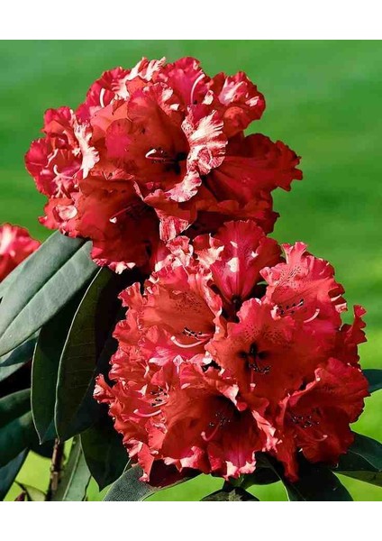 2 Adet Bahçenize Güzellik Katın! Muhteşem Açelya Fidanı