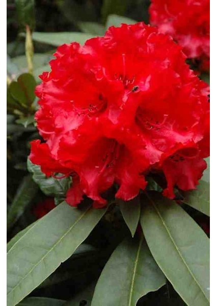 2 Adet Bahçenize Güzellik Katın! Muhteşem Açelya Fidanı fiyatları