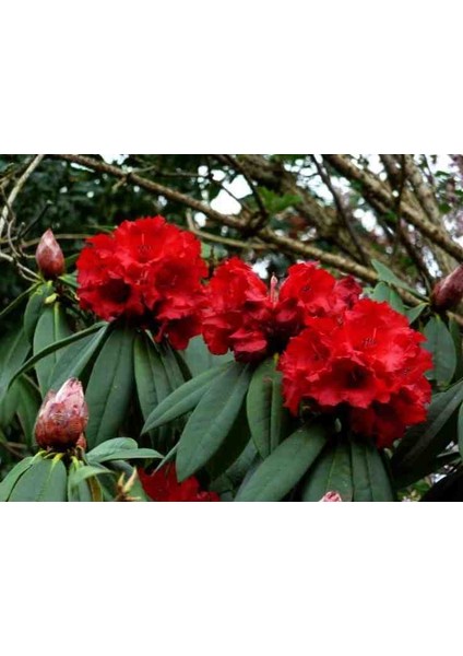 2 Adet Bahçenize Güzellik Katın! Muhteşem Açelya Fidanı modelleri